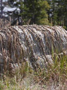 Typical outcrop of the Precambrian Nash Fork Formation. Tectonic forces have tilted the original layers into an upright position while deep-seated physical and chemical processes caused silicification (hardening) of the original lime-mud layers.