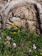 Oblique cross section of stromatolite dome contrasting 2 billion year old life with modern flowers which made their first appearance about 150 million years ago.